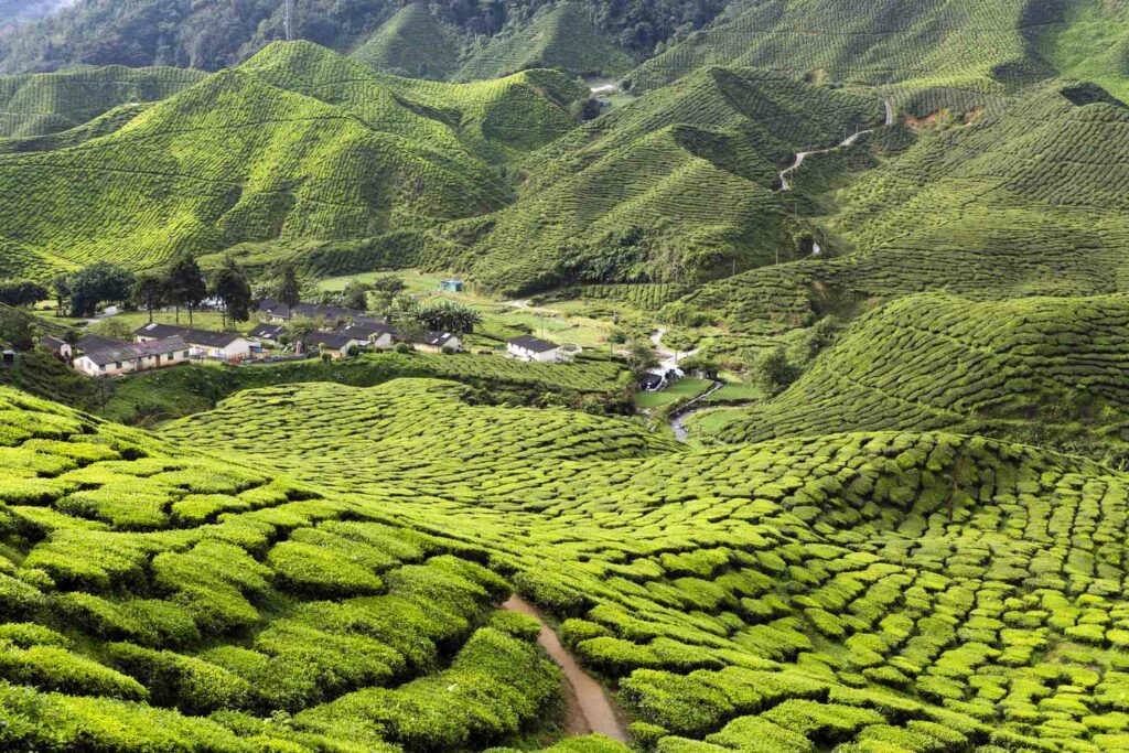 Amora Escape Travel: Pilihan Terbaik untuk Pakej Percutian Company Trip di Malaysia